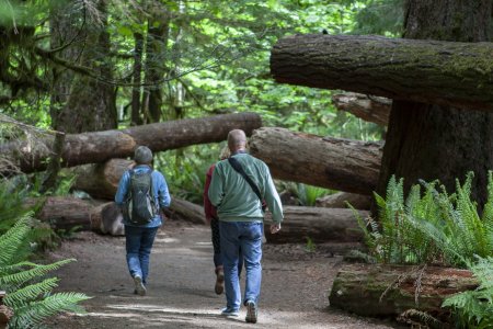 Er zijn een paar jaar geleden veel van die enorme bomen omgewaaid